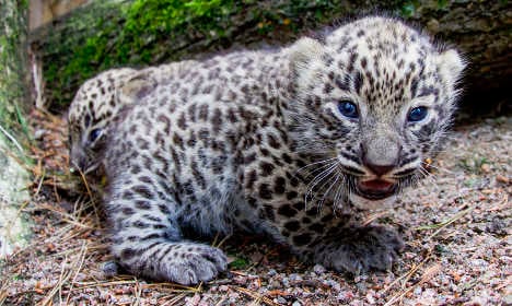 One of Sweden’s rare Persian leopard cubs escapes its pen