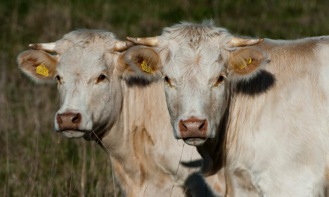 Illicit abattoir kept more than 100 bulls' penises