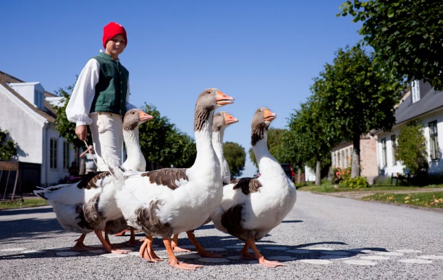 traditional goose herding in southern sweden