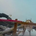Video: This is what it's like to race reindeer