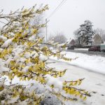 Freezing Easter for Sweden as temperatures hit -20C in the north