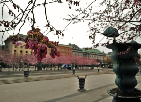 In pictures: Cherry blossoms in Kungsträdgården, Stockholm