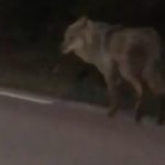 WATCH: Swede films a wolf running alongside his car