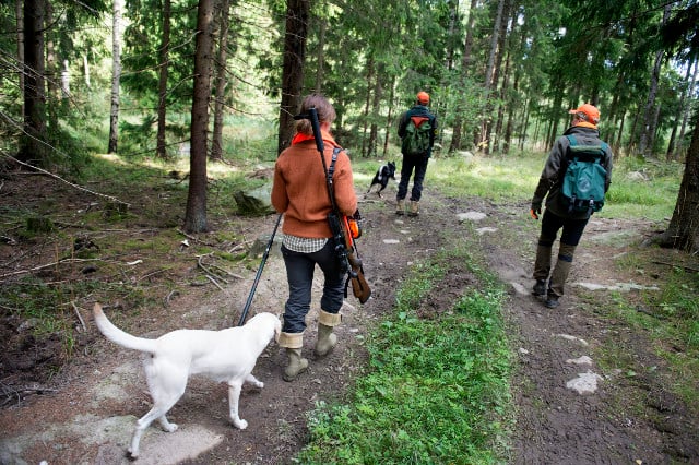 Growing number of Swedish women take up hunting