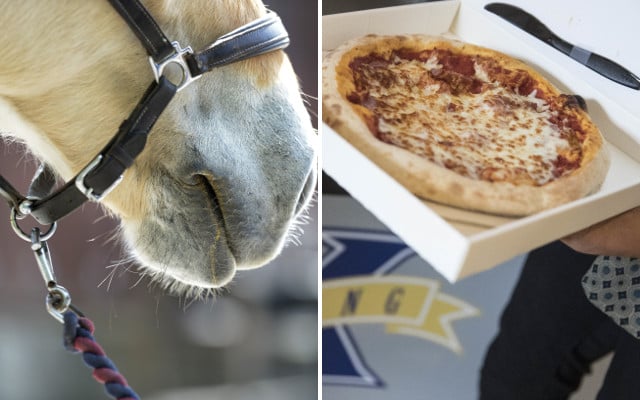 Tourists fed ‘pizza, ice cream and sausages’ to horses at Swedish farm