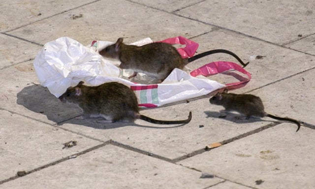 Southern Sweden building boom brings out the rats