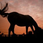 Wanted in Sweden: Manure from hundreds of horses to heat homes