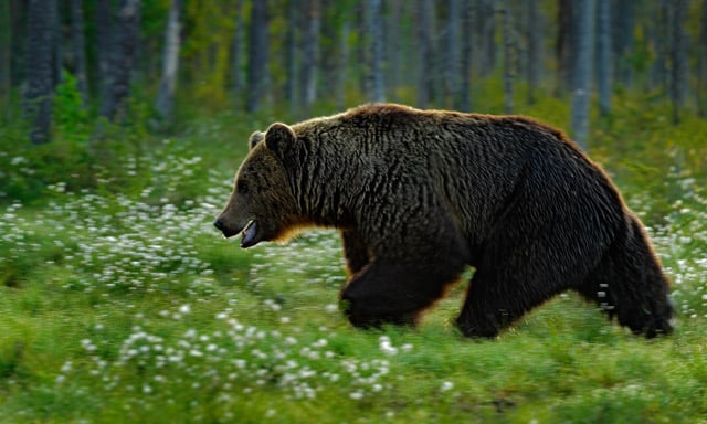 Swedish hunter attacked by bear