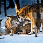 Sweden allows culling of 22 wolves in authorized hunt