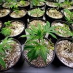 Growing pot to self-medicate is not allowed, rules Swedish court