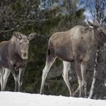 Swedish authorities investigate risk of 'mad elk disease'