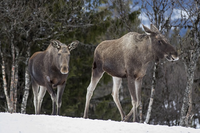 Swedish authorities investigate risk of ‘mad elk disease’