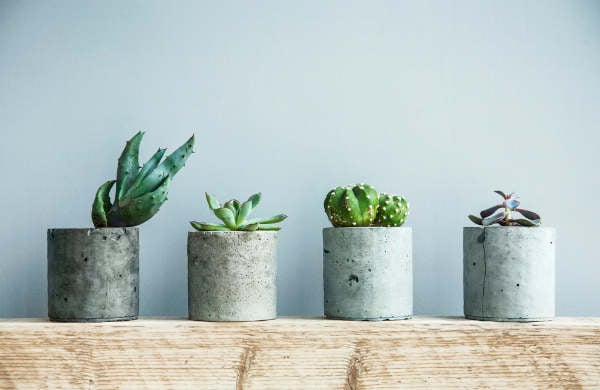 A growing Swedish trend: why succulents are a must-have for any Scandi home