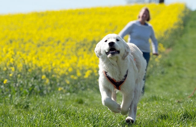 Dog-owners live longer, say Swedish scientists