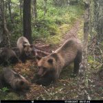 WATCH: Hidden cameras reveal secret lives of bear family in Sweden