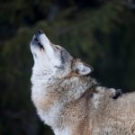 Campaigners urge Swedish court to call off wolf hunt