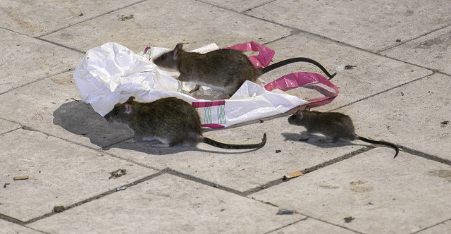 Rats rejoice as easy food helps Gothenburg’s rodent population to surge