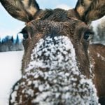 Seven evocative Swedish winter words for snow