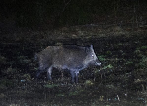 Record radiation levels found in Swedish wild boar