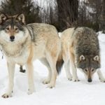 Eight wolves shot on first day of Sweden's hunt