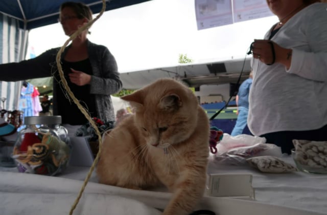 Honey the cat forced to quit veterinary clinic duties