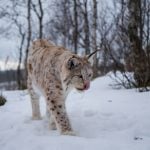 Quota set for lynx hunt in Sweden