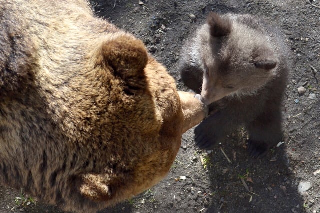 Swedish bears adapt to hunting laws protecting mothers with cubs