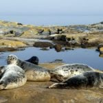 Seal ‘explosion’ risks fermented herring shortage