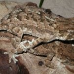 Swedish zoo kills 500 rescued lizards with liquid nitrogen