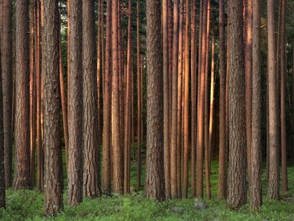 This Nordic company wants you to wear trousers made from trees
