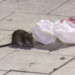 'Keep doors and windows closed': Rats 'the size of cats' spotted in northern Swedish town