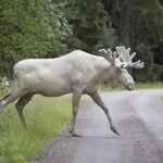 Sweden's famous white elk 'not seen since January'