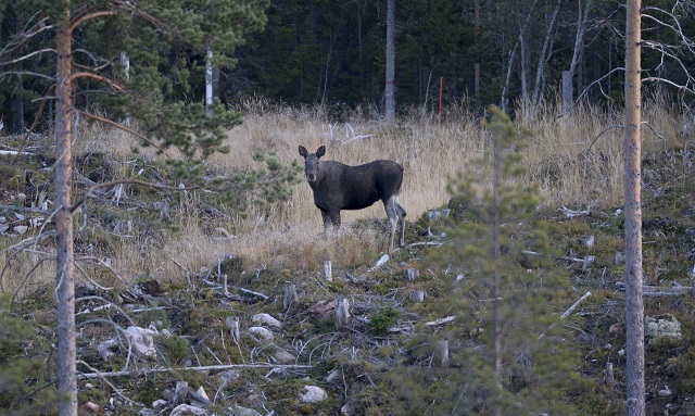 Swedish authorities urge hunters to shoot young elk
