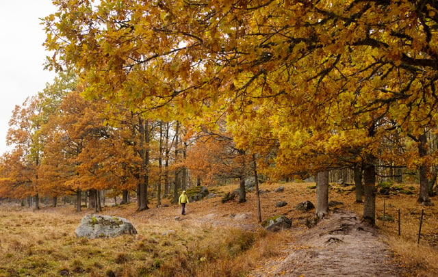Members' quiz: Do you know these Swedish autumn words?