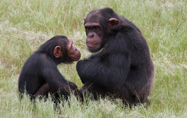 Swedes win 'alternative Nobel' for study on chimps and humans