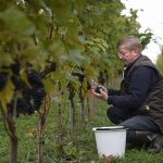 Swedish wines achieve record year thanks to summer heat