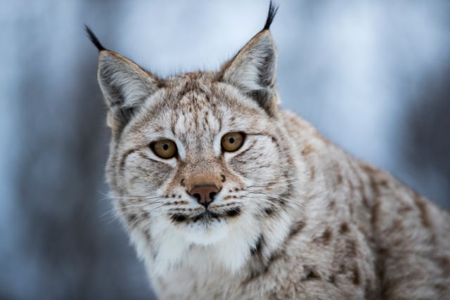 Swedish hunters told they may shoot 67 lynx this year