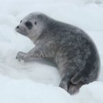 Dramatic decline in sea ice is stopping Baltic seals breeding: report
