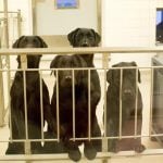 Six dogs put down in Swedish dental trial despite public outcry