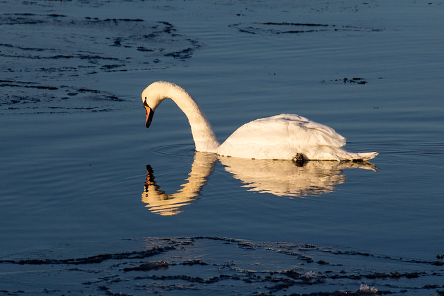 Outrage after Malmö council officers shoot aggressive swan dad