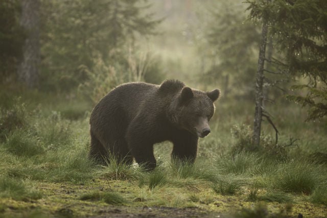 Swedish couple film bear attacking full-grown elk