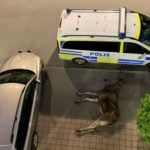 Elk dies after leaping from balcony in Swedish city centre