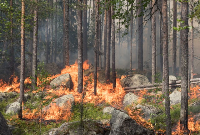 Why has the number of climate articles in Swedish media doubled in four years?