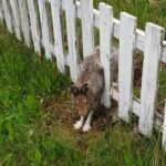 Hare trapped in fence in Sweden after tragic misjudgement