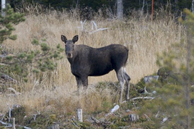 Swedish elk ‘fewer and smaller’ due to impact of 2018 summer
