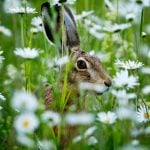 Rabbit fever: Hundreds infected as outbreak grows in Sweden