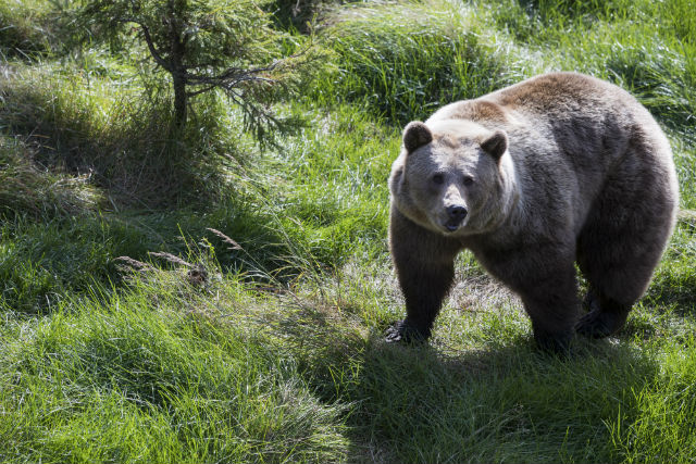 Hunter bitten in head by bear on first day of Swedish cull