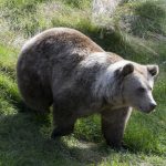 Swedish hunters shoot nearly 50 bears as annual hunt begins