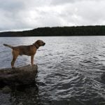 Moving to Sweden with a dog: How we adjusted to life in Gothenburg