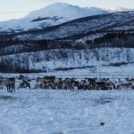 Reindeer herders battle with a changing climate